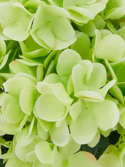 Kunstpflanzen Und -Blumen|Primark Künstlicher Hortensienstrauß Hellgrün